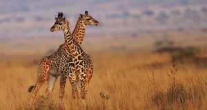 giraffes