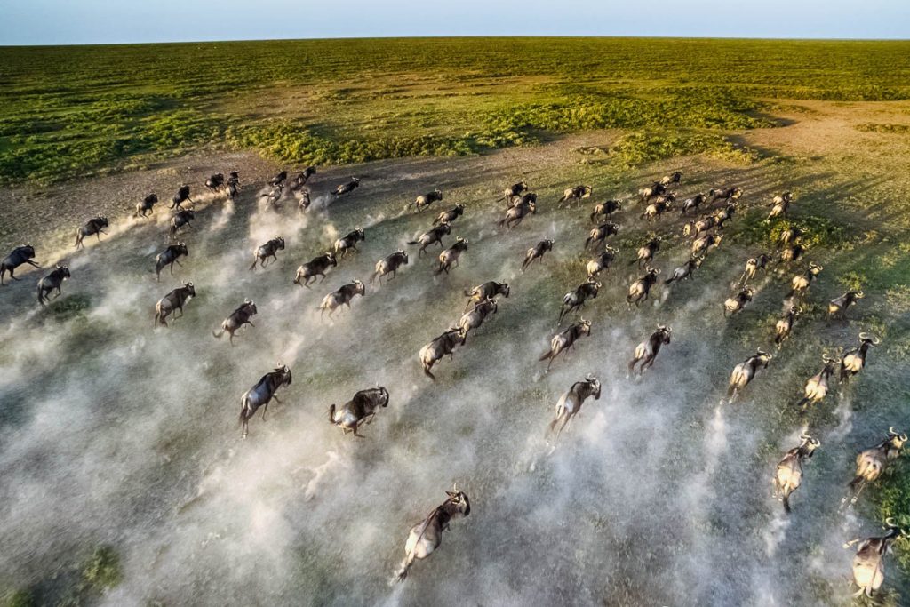 Close-up-aerial-wildebeest-great-migration