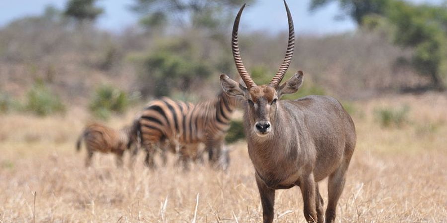 lesser kudu