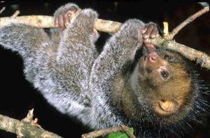 potto on a tree