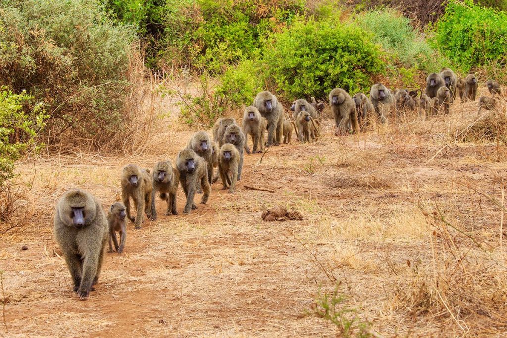 Tanzania-Lake-Manyara-Wildlife-Baboon-Troop