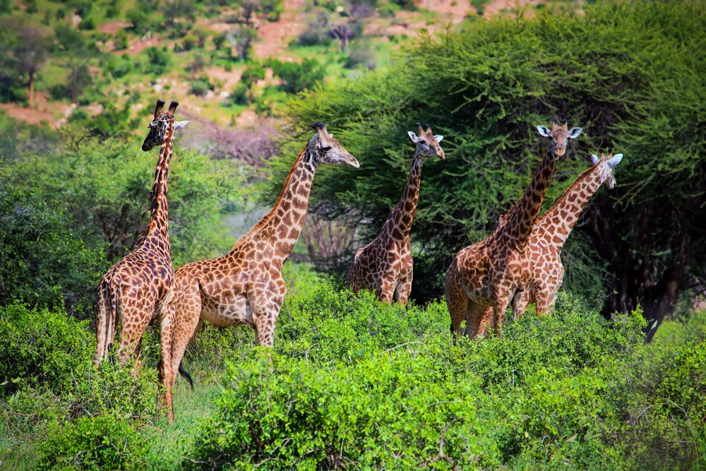 Tsavo West National Park