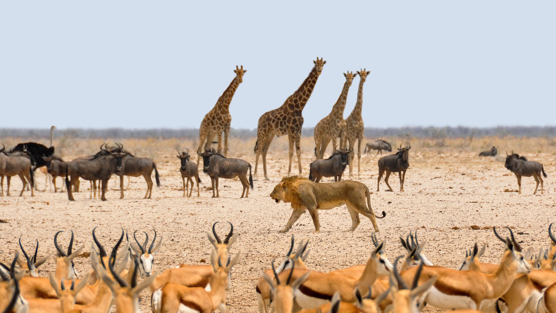 Marsabit National Park - Weswey Expeditions