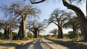 baobab-trees-ruaha