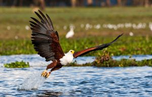 eagle at baringo