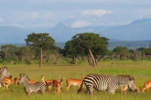 gazelles and zebras grazing