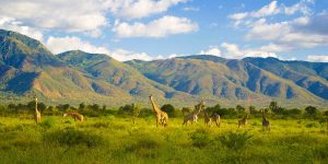 giraffes with hills in the background