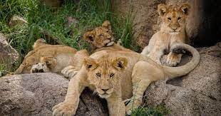 lionesses at Serengeti