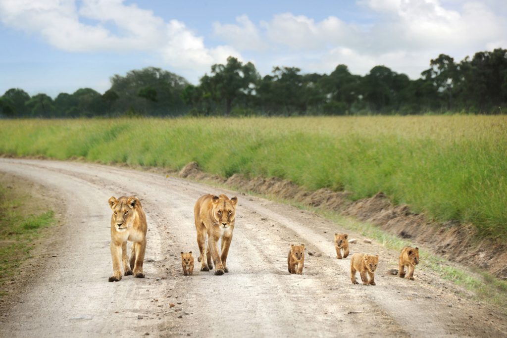 tanzania-national-park-excursion