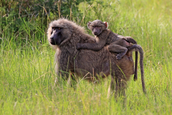 olive-baboons-queen-Elizabeth-national-park-Uganda-safari