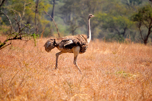 ostrich at Pian-upe