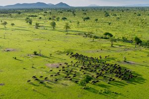 selous-buffaloes